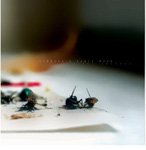 Pandora's Black Bookin albumin "Black Brothel" etukanness avalokuva kuolleista kärpäsistä valkoista paperia vasten. Kuvan keskellä lukee hyvin pienellä, haalealla ja vaalealla värillä, jotakin lukukelvotonta tekstiä.