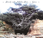 Valokuva suuresta pensaasta tai puusta kahden kuilunjyrkänteen välissä niin, että puun juuret ovat kuilussa.