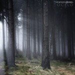 Valokuva metsästä, jossa valoa vasemmalta suunnalta, sekä harmaata utua.