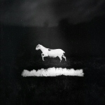 Mustaa taustaa vasten valokuva tai piirros valkoisesta hevosesta kuvattuna kyljestä päin.