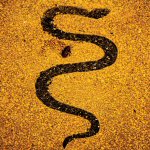 Sinapinkeltaista taustaa vasten mustana liukerteleva käärme matkalla ylöspäin.