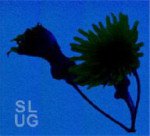 Portion Controlin "Slug"-albumin kansikuva, jossa sinistä taustaa vasten näkyy musta siluettimainen hahmo kukasta, jossa kasvaa teräviä terälehtiä ja pari oksaa. Vasemmassa alakulmassa lukee vaaleansinisellä värillä ylemmällä rivillä "SL" ja a